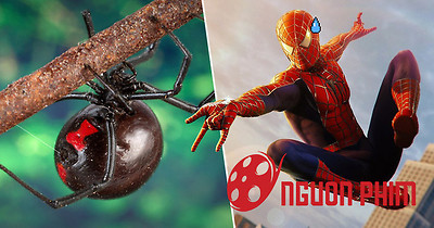 3 anh em tự cho con nhện độc nhất thế giới cắn nhằm 