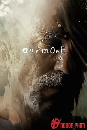 Hải Quỳ Nở Hoa